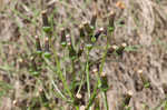 American burnweed